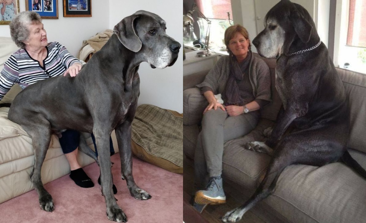 22 фото ну очень больших животных, которые забыли, что они большие - актуальные новости по теме Питомцы на Toplenta