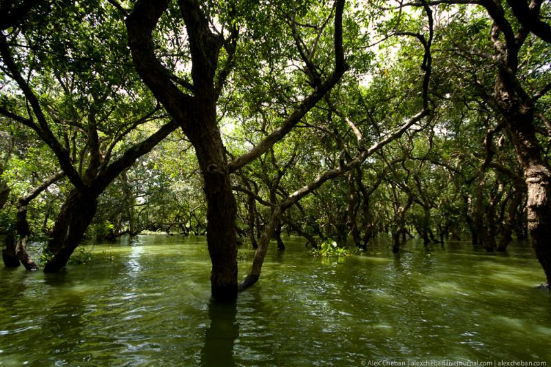 Затопленные леса в Камбодже