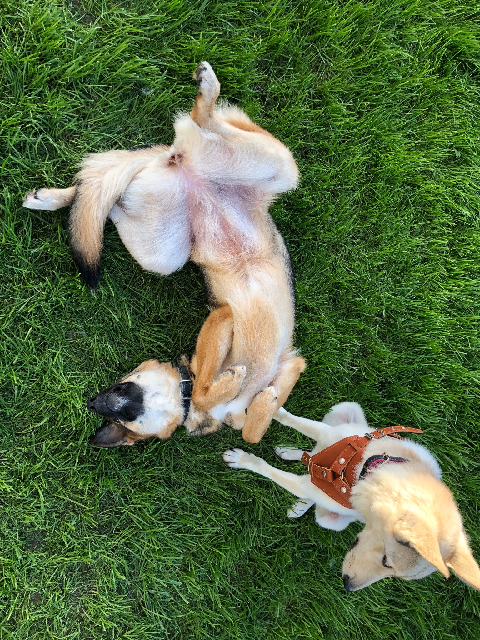 собаки играют