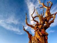 Самые древние деревья на Земле