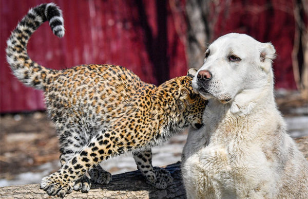 Среднеазиатская овчарка воспитывает африканского леопарда