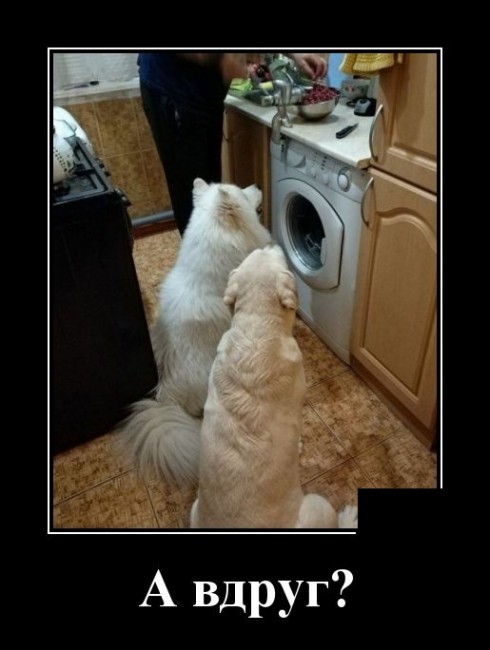 Свежие, прикольные и забавные демотиваторы для хорошего настроения Свежие, прикольные и забавные демотиваторы для хорошего настроения демотиваторы свежие,смешные демотиваторы,юмор