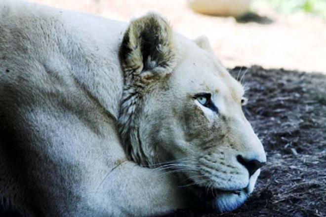 Львица лежит