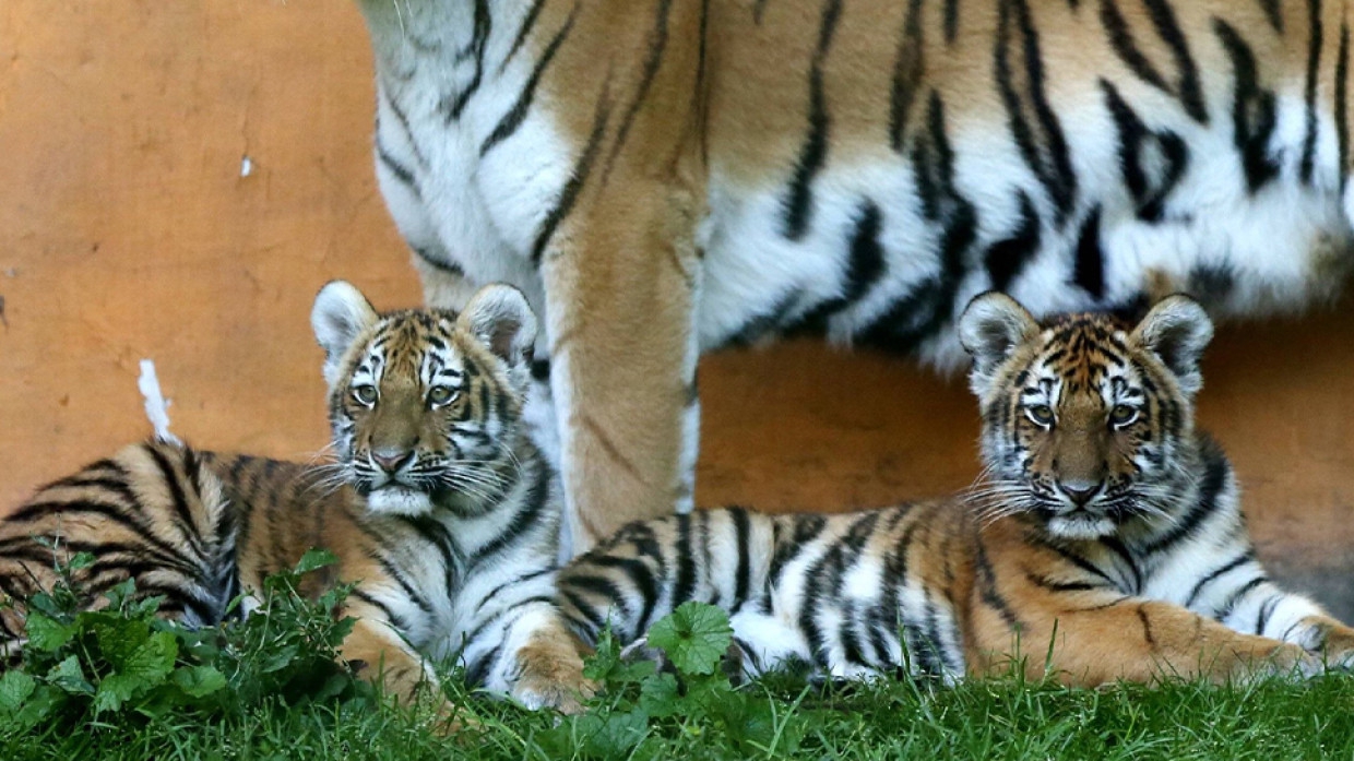 Три тигренка появились на свет в нижегородском зоопарке «Мадагаскар»