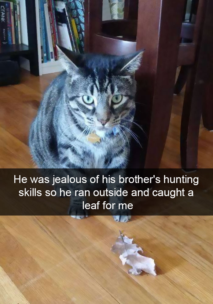 Cat Snapchat