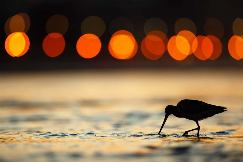 Лучшие фотографии птиц с конкурса Bird Photographer of the Year