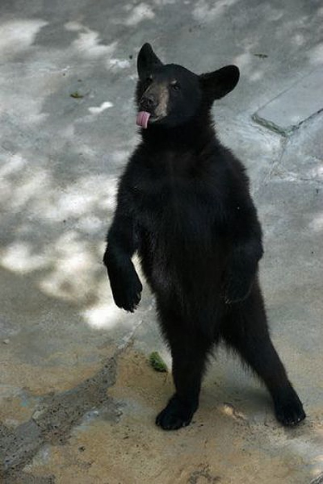 25 (5) (467x700, 162Kb)