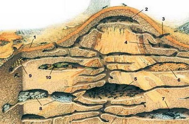 Как устроен муравейник?