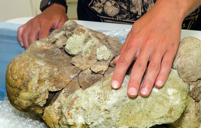 Кузбасский динозавр: ученые восстанавливают облик анкилозавра с помощью томографа