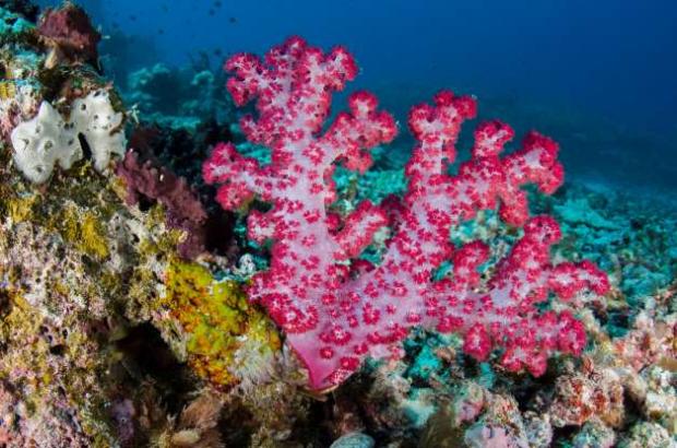 Опасная болезнь угрожает исчезновением кораллов в Карибском бассейне кораллов, более, сказала, которая, Карибском, власти, который, болезни, которые, кораллы, ситуация, вымирания, потеряем, грани, километров, согласно, большую, может, SCTLD, болезнью