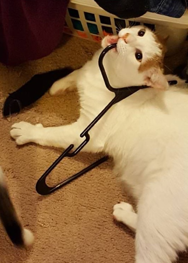 27 фотографий кошек и собак, которые заставят вас забыть обо всех проблемах 27 фотографий кошек и собак, которые заставят вас забыть обо всех проблемах не всё так грустно