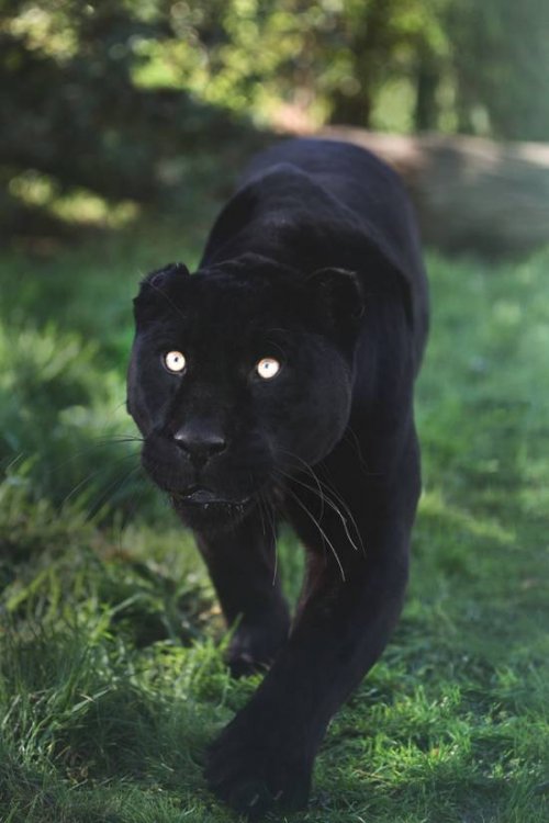 Анекдоты и шутки в картинках, которые заставят вас смеяться 