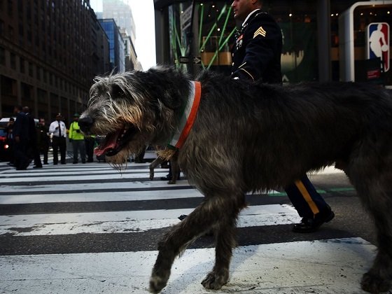 Лучшие собаки для интровертов Лучшие собаки для интровертов