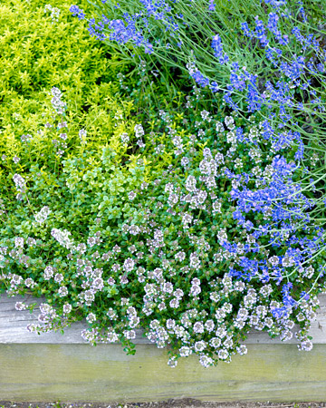wild-garden-inspiration-flowers5.jpg wild-garden-inspiration-flowers5.jpg