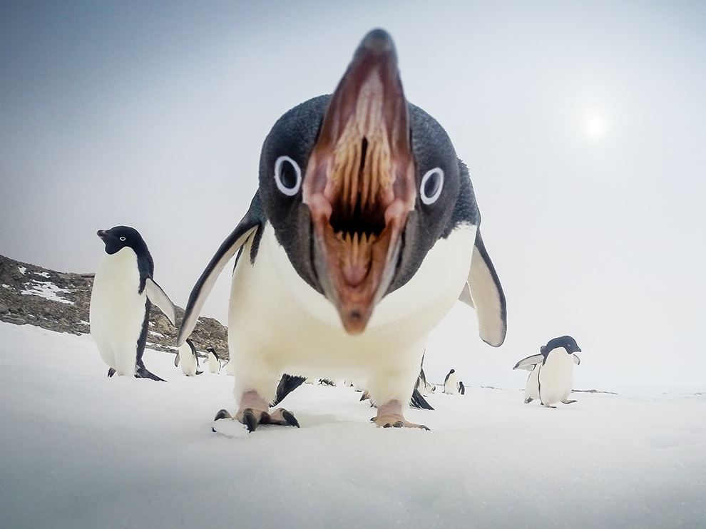 пингвин-хищник