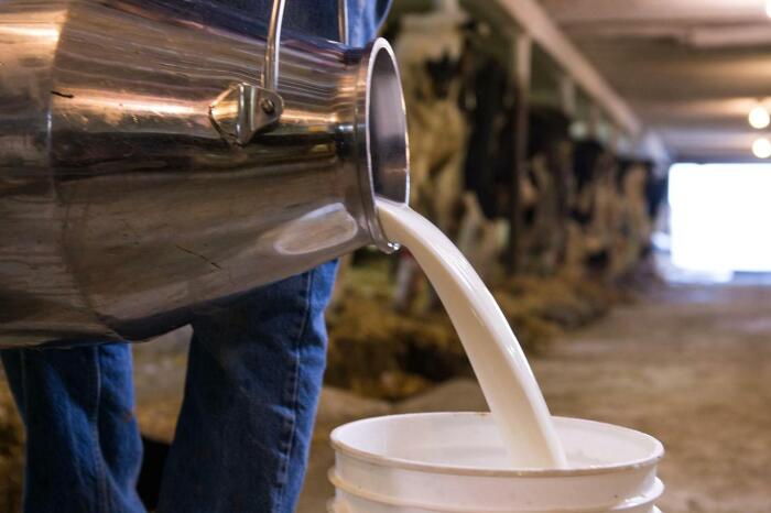 Парное молоко портится особенно быстро. /Фото: tenbook.ru.