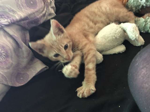 Молодой уличный кот был так напуган, что неделями не вылезал из узкой щели 