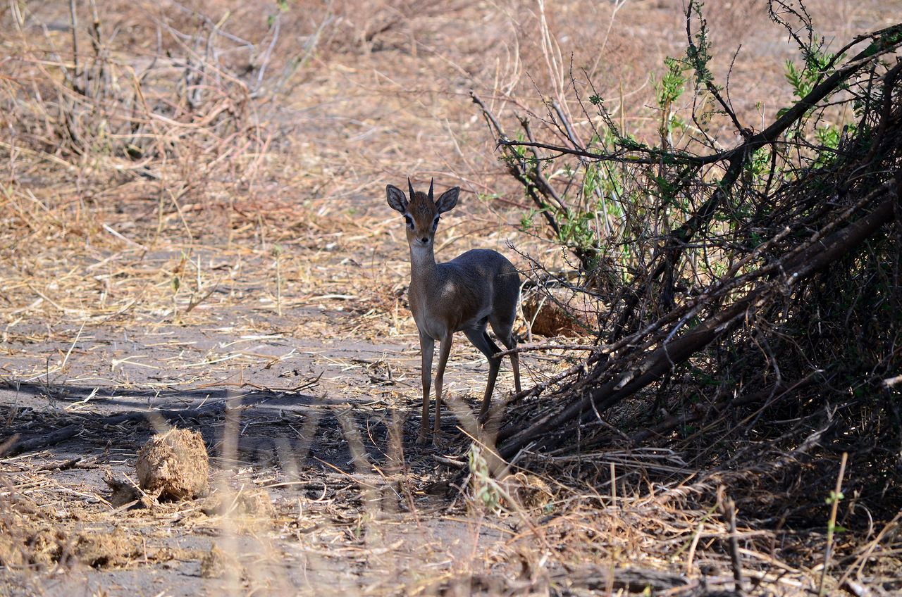 Кения: дикдик – самая маленькая антилопа на свете