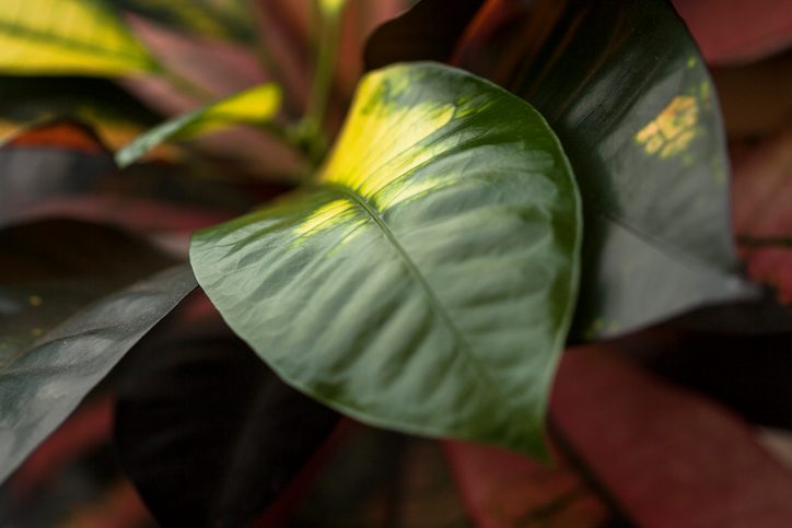 Что делать, если листья комнатных растений пожелтели?