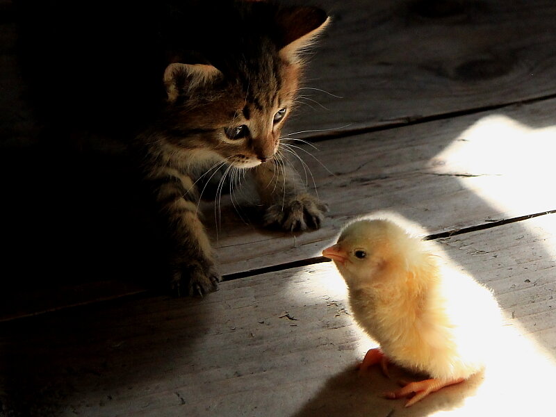 Его звали куриный Бох Его звали куриный Бох животные,Истории из жизни,отношения,позитив