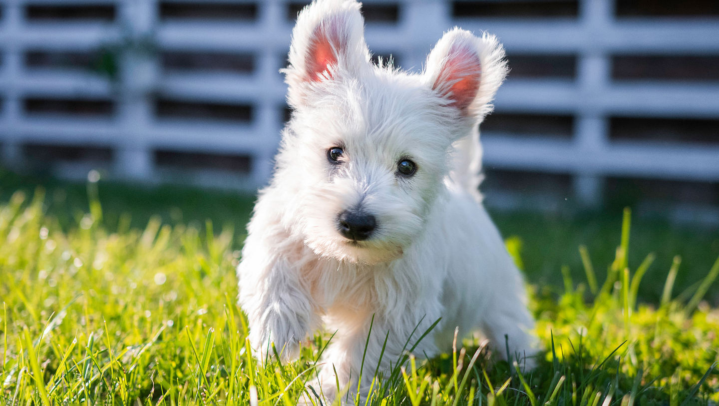 собака, щенок, эмоции