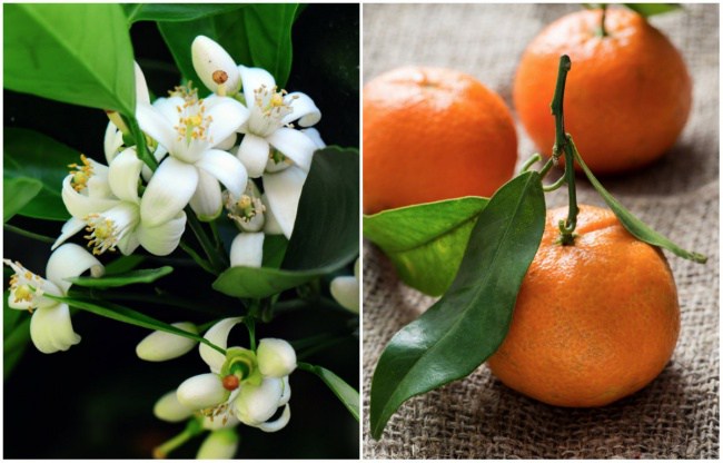 фрукты и овощи до того как созреют 