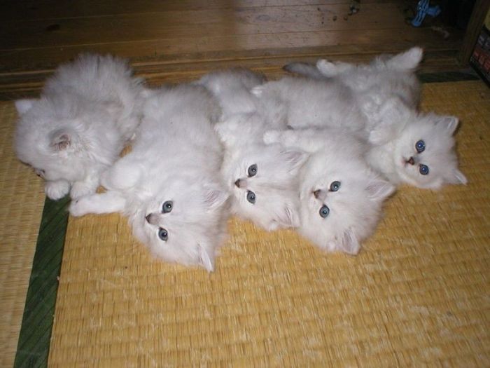 Смешные и просто красивые фотографии кошек (136 фото)