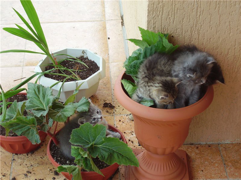 Картинки по запросу Коты-флористы украсят ваш дом и вашу жизнь