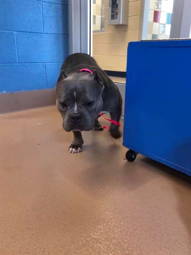 грустная собака