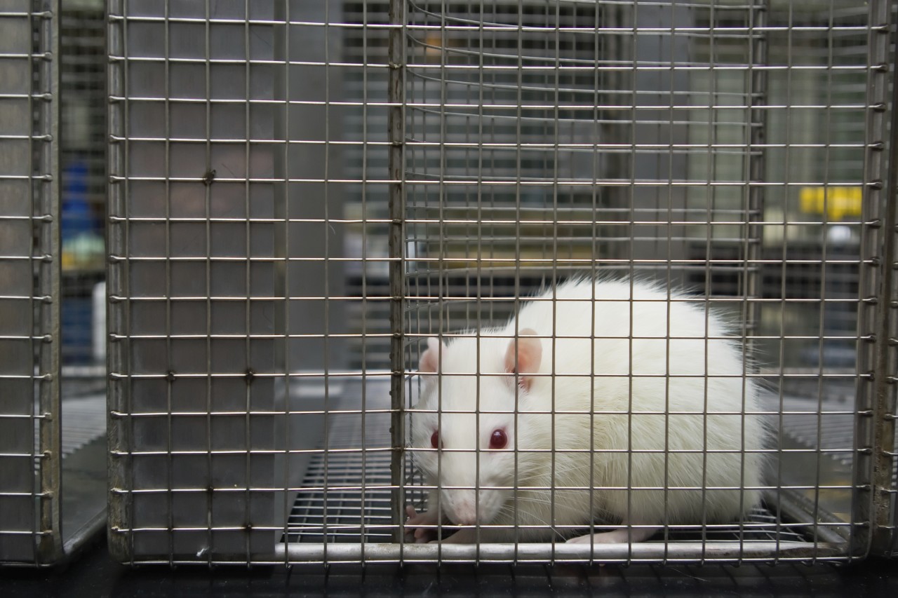 Клетки для лабораторных мышей