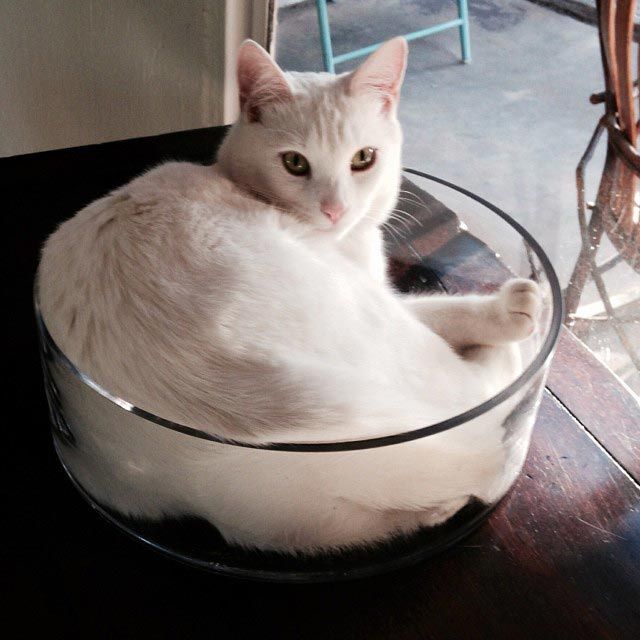 25 кошек, которые спят где угодно, кроме ваших коленей 25 кошек, которые спят где угодно, кроме ваших коленей