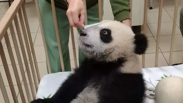 В Московском зоопарке надеются на прибавление в паре панд