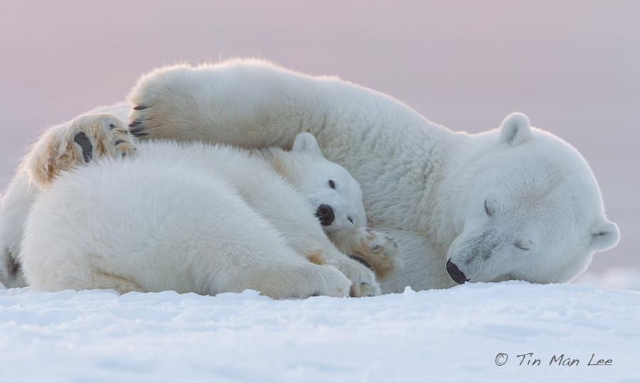 Сладкие объятия полярных медведей животные, природа, фото, фотограф