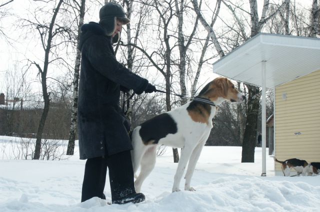 Собака на поводке