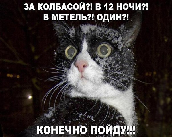 Смешные и забавные кошки Смешные и забавные кошки