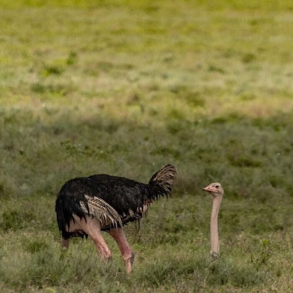 Комичные фото дикой природы, где всё решило одно удачное мгновение когда, Автор, Симоны, УилсонаФотография, НиссенбаумаФотография, Марка, ДоудсаФотография, Майкла, АрнольдаФотография, Кента, ХайнрихФотография, ПескантиниФотография, ТримомаФотография, Энрико, КэткартаФотография, Джорджа, РальфаФотография, Клинта, ФостерФотография, Лавек
