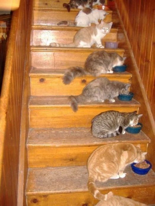 Смешные и просто красивые фотографии кошек (136 фото)