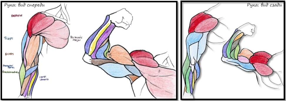 Полная анатомия мышц рук