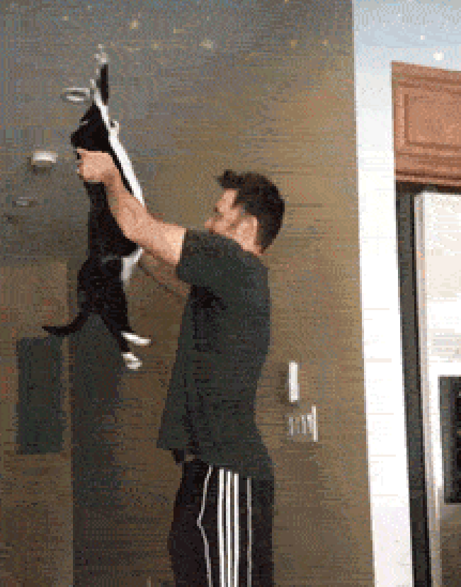 кот при виде людей поднимает лапы 