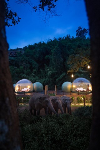 Прозрачные Пузыри в джунглях и отдых среди слонов слонов, Golden, Таиланде, Triangle, джунглей, Anantara, курорта, который, живут, расположены, курорте, долларов, Фондом, сотрудничестве, лагерем, защиты, азиатских, рассказывали, GTAEF, создан