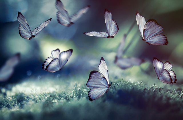 Почему мотыльки летят на свет? Почему мотыльки летят на свет?