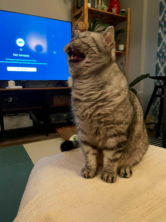 Без кота и жизнь не та