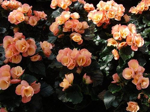 Уход и выращивание бегонии в домашних условиях Уход и выращивание бегонии в домашних условиях комнатные растения,полезные советы