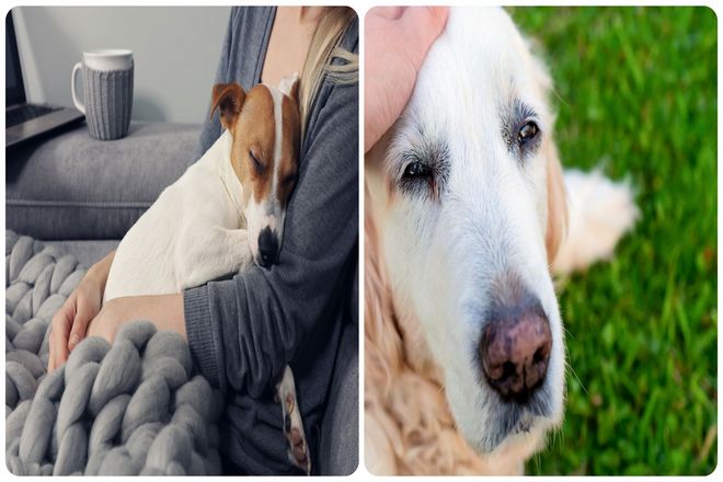 Твердо можно сказать лишь то, что качество жизни собаки гораздо важнее, чем ее количество.