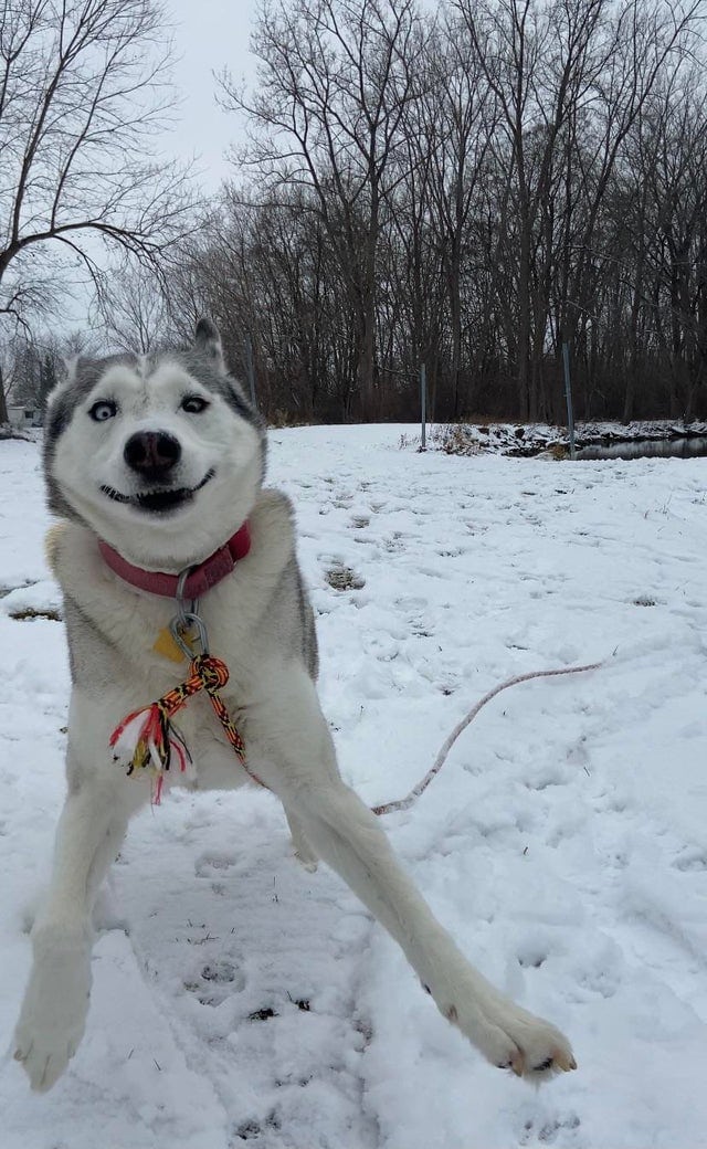 Без кота и жизнь не та