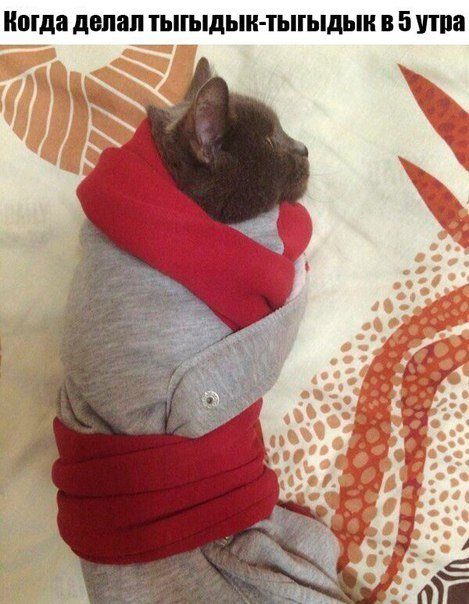 Смешные фотомемы Смешные фотомемы