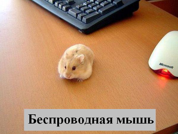Мысли :) (50мыслей)