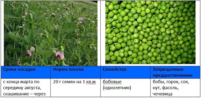 Высота гороха. Горох сидерат. Горох пелюшка. Посадки кормового гороха. Пелюшка горох кормовой.