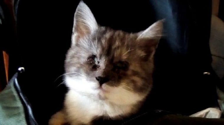 Больной котик сидел на улице. В его глазах была куча гноя и он ничего не видел Больной котик сидел на улице. В его глазах была куча гноя и он ничего не видел