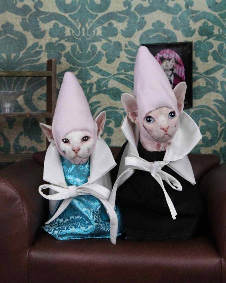 Подборка картинок. Вечерний выпуск  приколы,смешные картинки,юмор